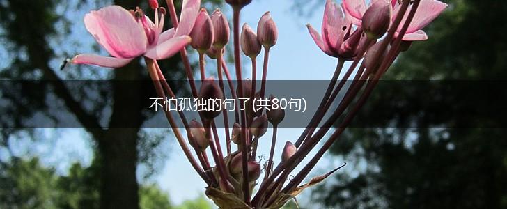 不怕孤独的句子(共80句),第1张