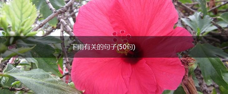 下雨有关的句子(50句),第1张