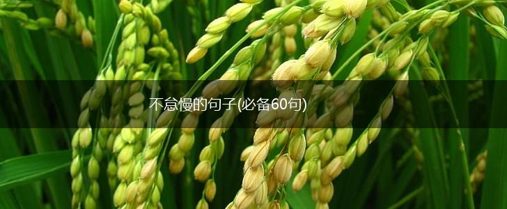 不怠慢的句子(必备60句),第1张