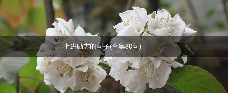 上进励志的句子(合集80句),第1张