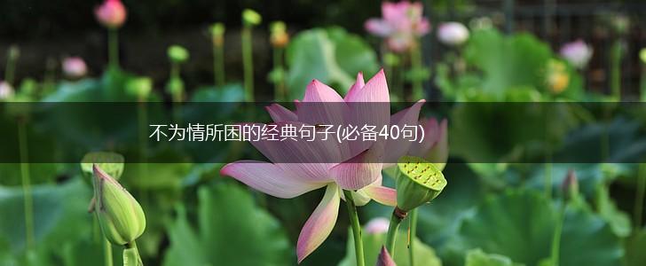 不为情所困的经典句子(必备40句),第1张