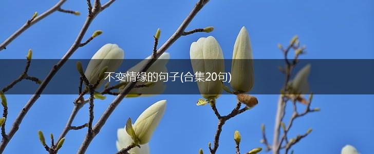 不变情缘的句子(合集20句),第1张