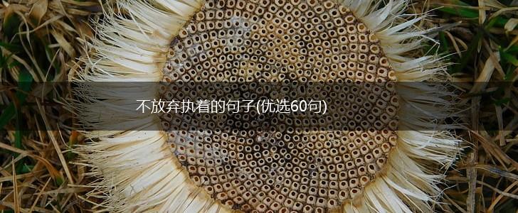 不放弃执着的句子(优选60句),第1张