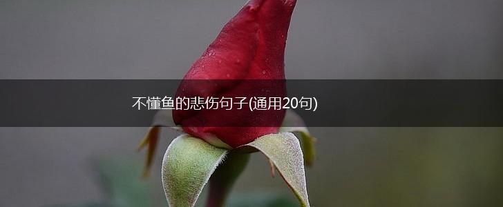 不懂鱼的悲伤句子(通用20句),第1张
