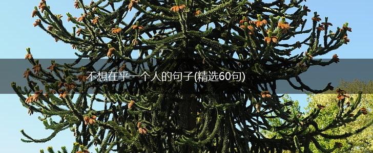 不想在乎一个人的句子(精选60句),第1张