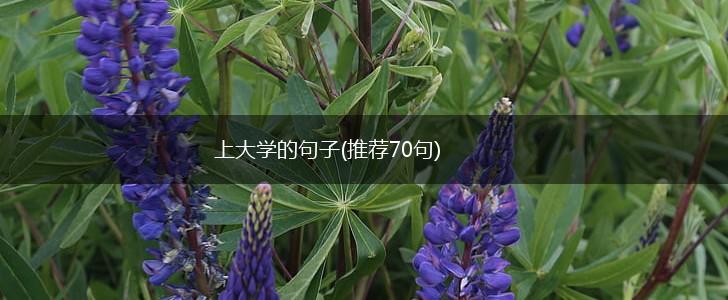 上大学的句子(推荐70句),第1张