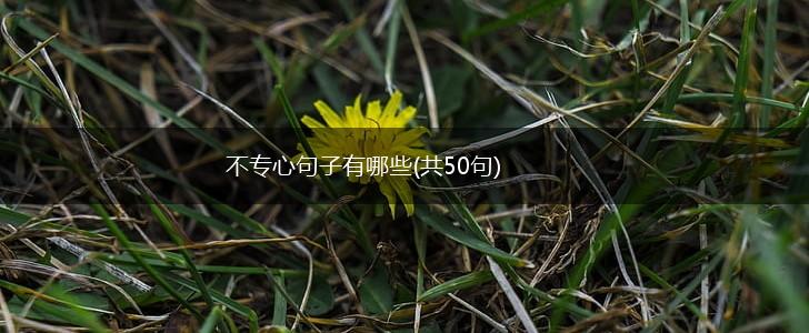不专心句子有哪些(共50句),第1张