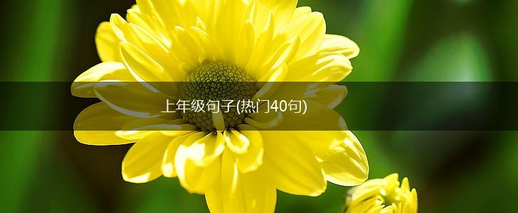 上年级句子(热门40句),第1张