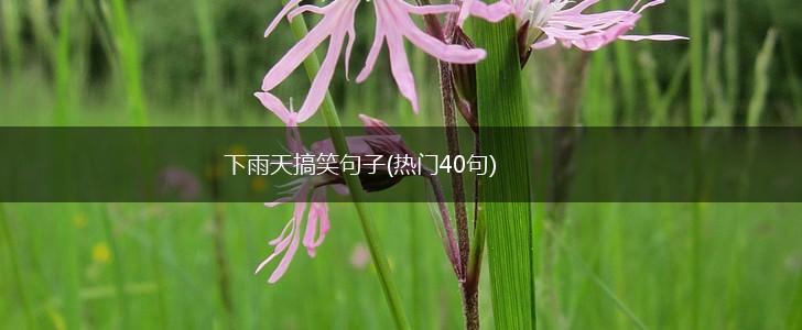下雨天搞笑句子(热门40句),第1张
