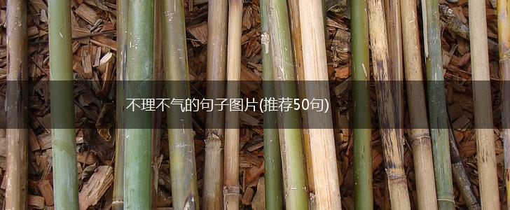 不理不气的句子图片(推荐50句),第1张