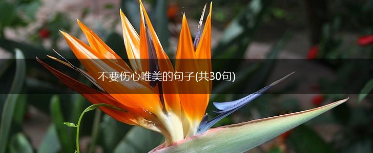 不要伤心唯美的句子(共30句),第1张