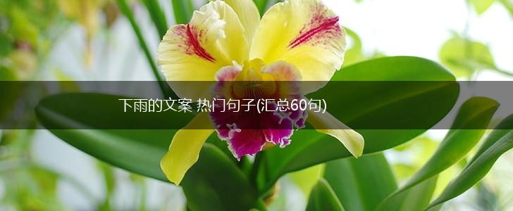 下雨的文案 热门句子(汇总60句),第1张