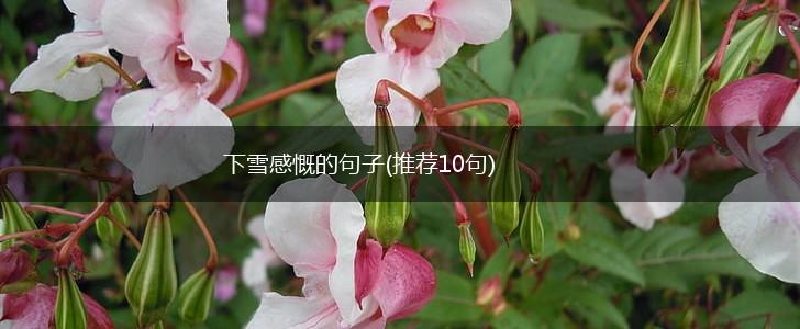 下雪感慨的句子(推荐10句),第1张