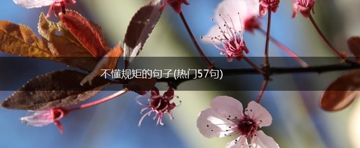 不懂规矩的句子(热门57句),第1张