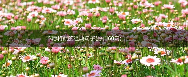 不愿将就的经典句子(热门60句),第1张