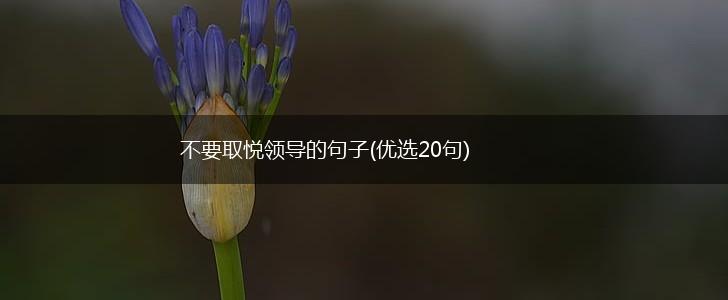 不要取悦领导的句子(优选20句),第1张
