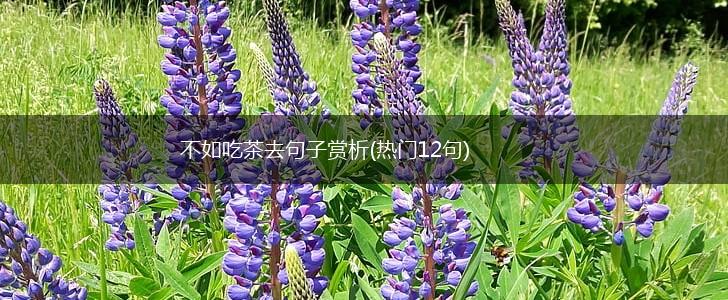 不如吃茶去句子赏析(热门12句),第1张