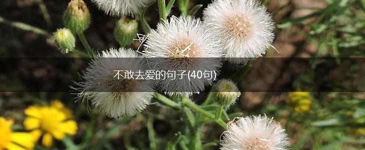 不敢去爱的句子(40句),第1张
