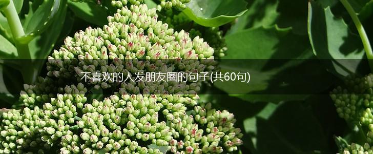 不喜欢的人发朋友圈的句子(共60句),第1张
