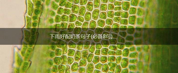 下雨好配奶茶句子(必备8句),第1张