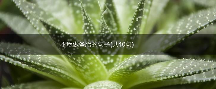 不愿做备胎的句子(共40句),第1张