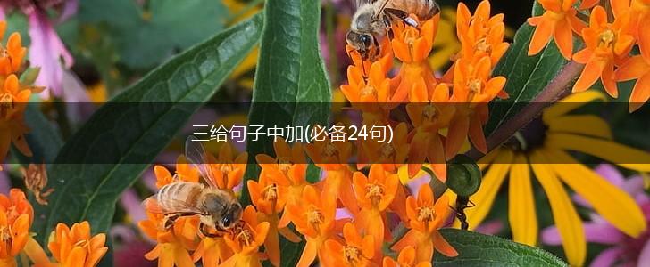 三给句子中加(必备24句),第1张