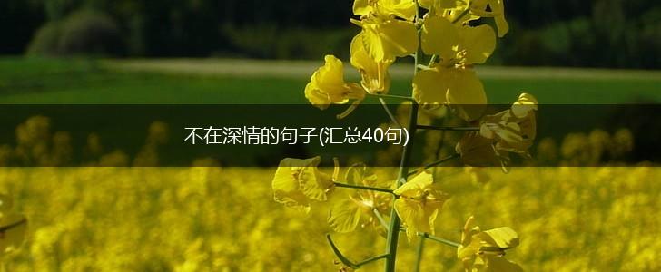 不在深情的句子(汇总40句),第1张