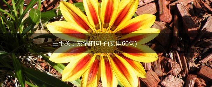 三毛关于友情的句子(实用60句),第1张