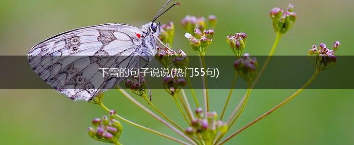 下雪的句子说说(热门55句),第1张