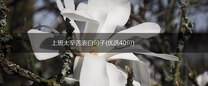上班太辛苦表白句子(优选40句),第1张