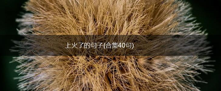 上火了的句子(合集40句),第1张