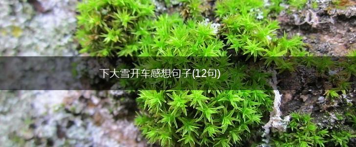 下大雪开车感想句子(12句),第1张