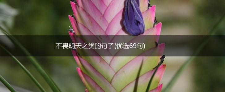 不畏明天之类的句子(优选69句),第1张