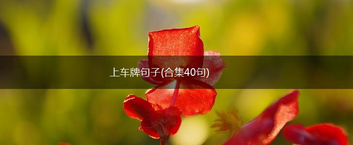 上车牌句子(合集40句),第1张