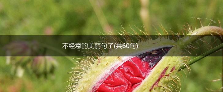 不经意的美丽句子(共60句),第1张