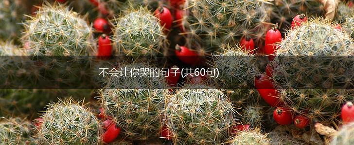 不会让你哭的句子(共60句),第1张