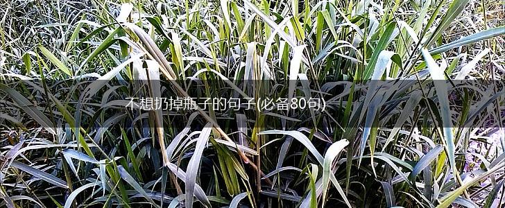不想扔掉瓶子的句子(必备80句),第1张