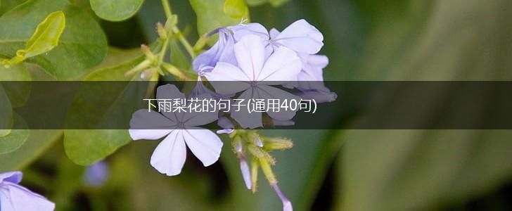 下雨梨花的句子(通用40句),第1张