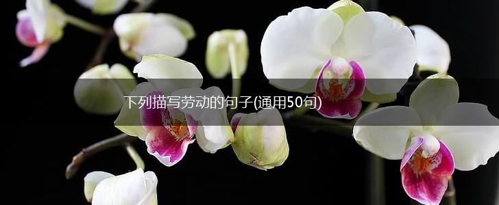 下列描写劳动的句子(通用50句),第1张