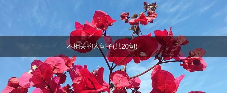 不相关的人句子(共20句),第1张