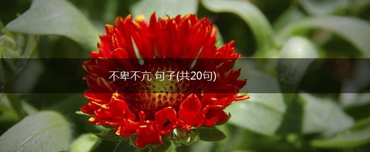 不卑不亢 句子(共20句),第1张