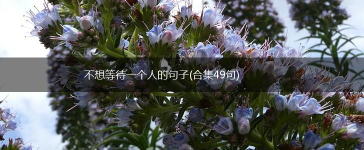 不想等待一个人的句子(合集49句),第1张