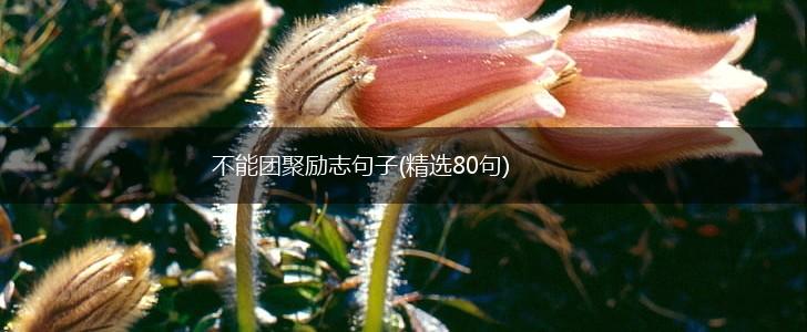 不能团聚励志句子(精选80句),第1张