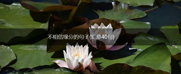 不相信缘分的句子(汇总40句),第1张