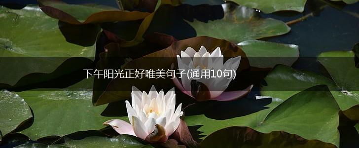 下午阳光正好唯美句子(通用10句),第1张