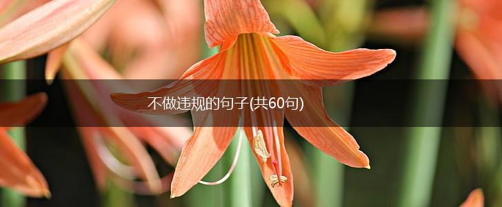 不做违规的句子(共60句),第1张