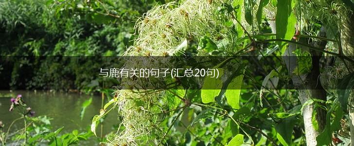 与鹿有关的句子(汇总20句),第1张