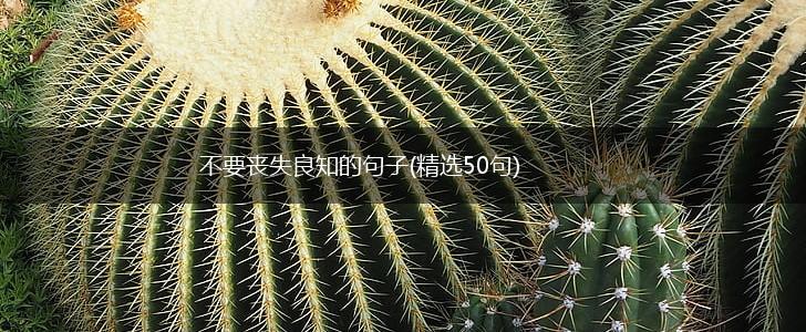 不要丧失良知的句子(精选50句),第1张