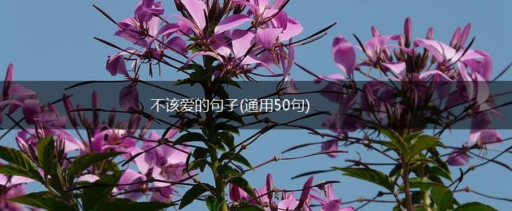 不该爱的句子(通用50句),第1张