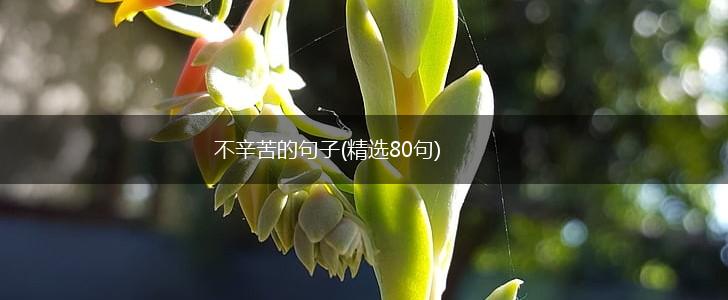不辛苦的句子(精选80句),第1张